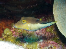 Sharpnose Puffer IMG 7406